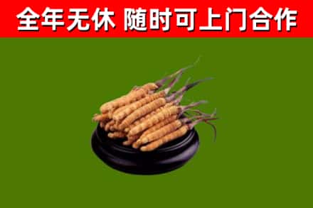 代县回收冬虫夏草